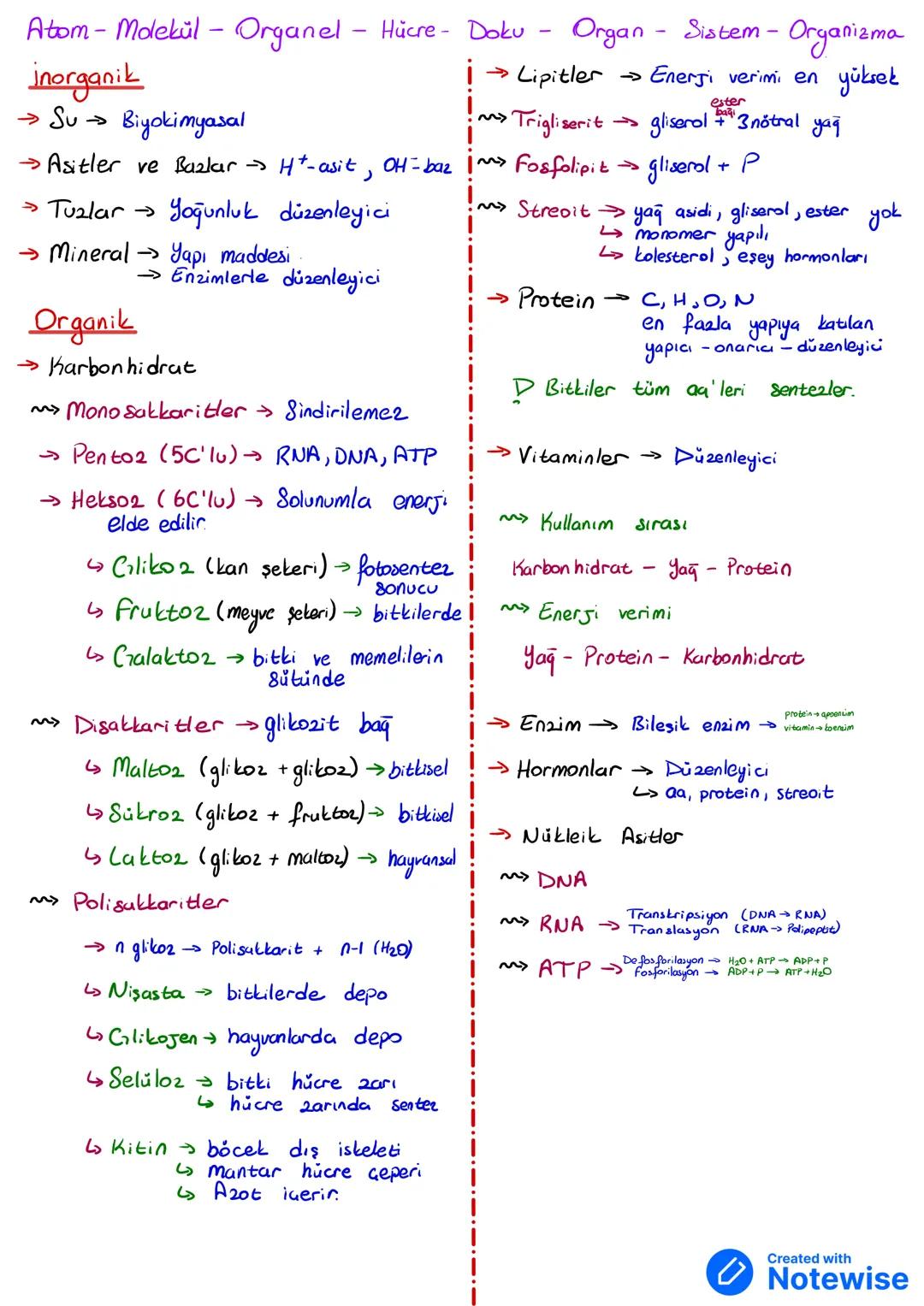 Atom-Molekül - Organel - Hücre - Doku - Organ - Sistem - Organizma
Inorganik
→ Su→ Biyokimyasal
→Asitler ve Bazlar H⁺-asit, OH-baz
→ Tuzlar