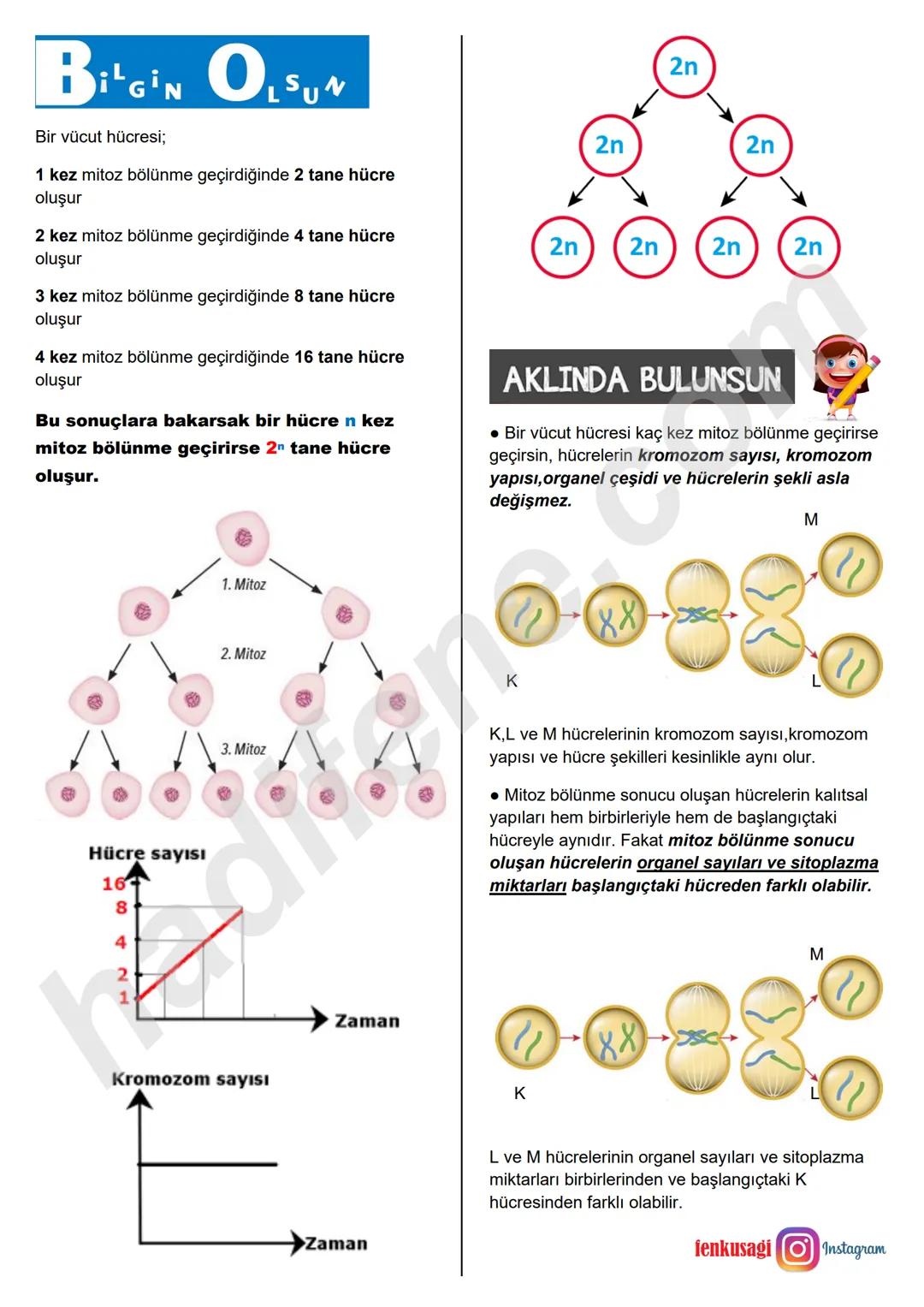 7.SINIF 2.ÜNİTE
HÜCRE VE
BÖLÜNMELER
MİTOZ BÖLÜNME
Ali Hocayla
Hadi Fene
www.hadifene.com
Hücre Bölünmesi
Hücreler belirli bir büyüklüğe ulaş