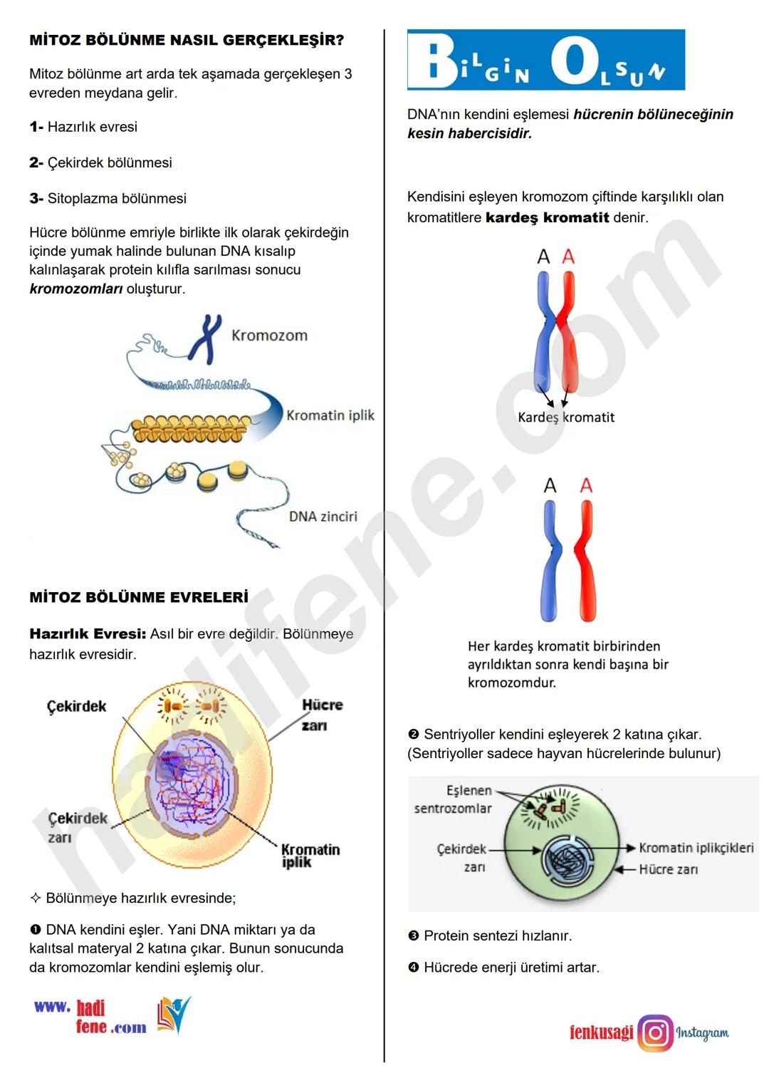 7.SINIF 2.ÜNİTE
HÜCRE VE
BÖLÜNMELER
MİTOZ BÖLÜNME
Ali Hocayla
Hadi Fene
www.hadifene.com
Hücre Bölünmesi
Hücreler belirli bir büyüklüğe ulaş