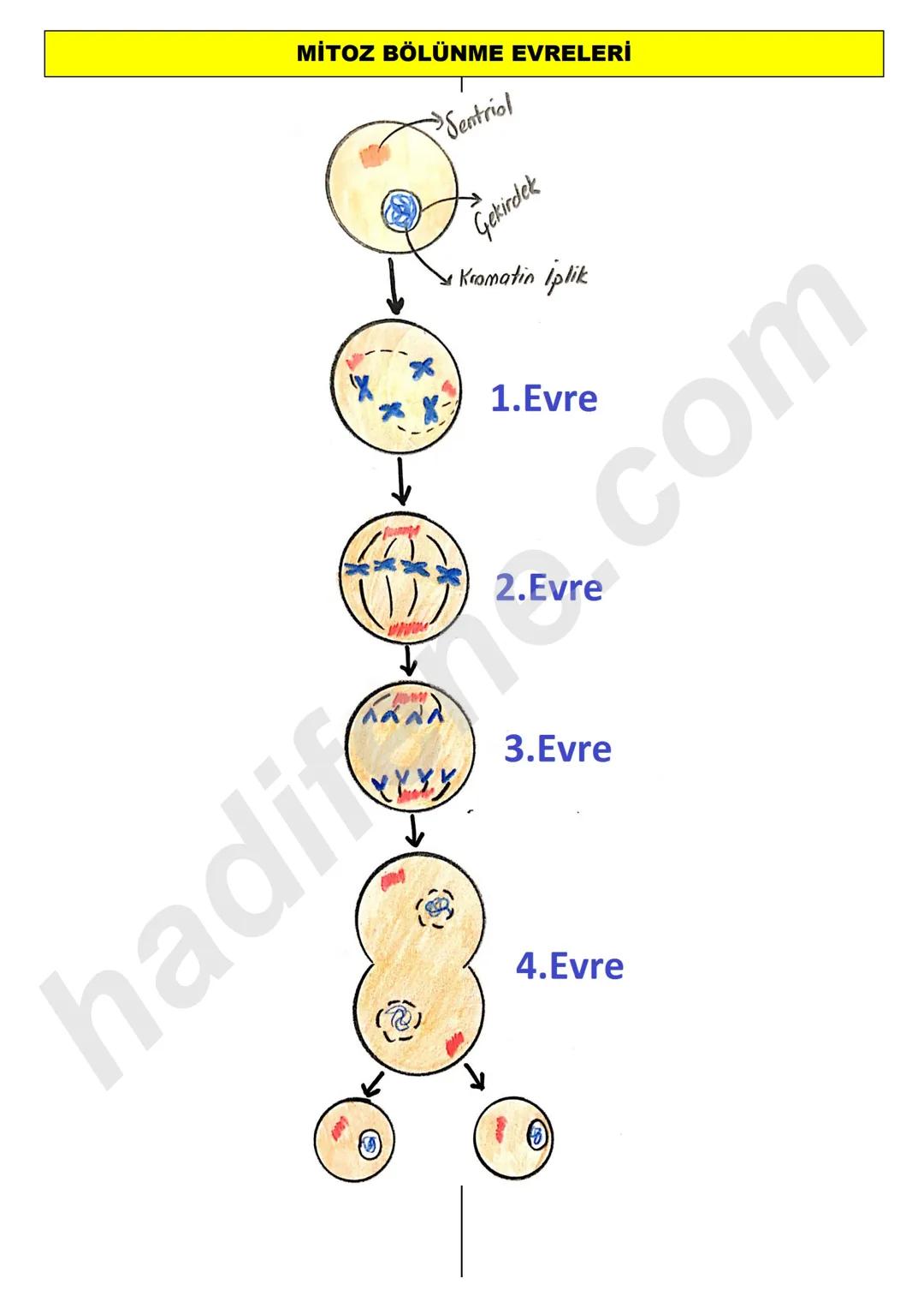 7.SINIF 2.ÜNİTE
HÜCRE VE
BÖLÜNMELER
MİTOZ BÖLÜNME
Ali Hocayla
Hadi Fene
www.hadifene.com
Hücre Bölünmesi
Hücreler belirli bir büyüklüğe ulaş