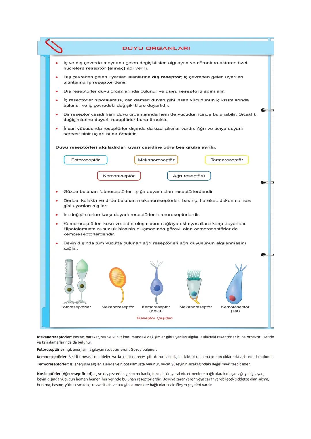 11.sınıf 1.ünite Duyu Organları
