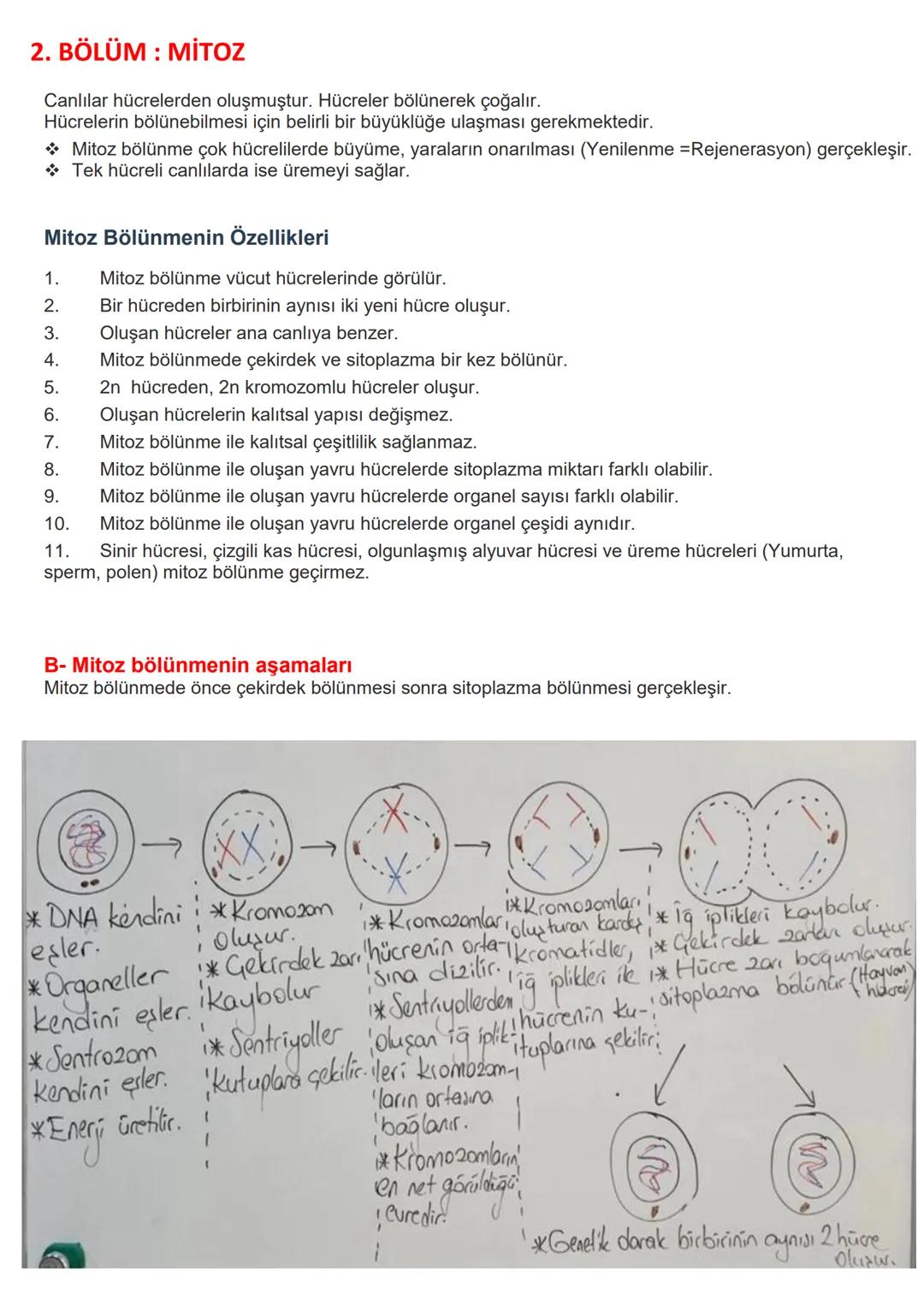2. BÖLÜM: MİTOZ
Canlılar hücrelerden oluşmuştur. Hücreler bölünerek çoğalır.
Hücrelerin bölünebilmesi için belirli bir büyüklüğe ulaşması g