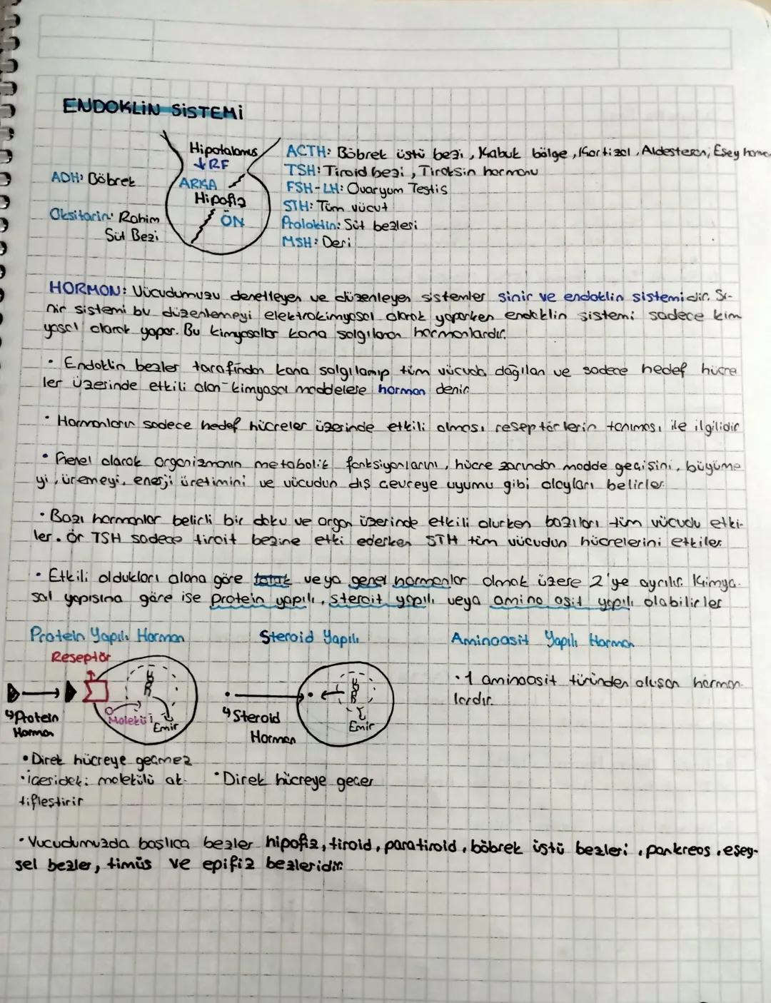 11 biyoloji Endokrin sistem