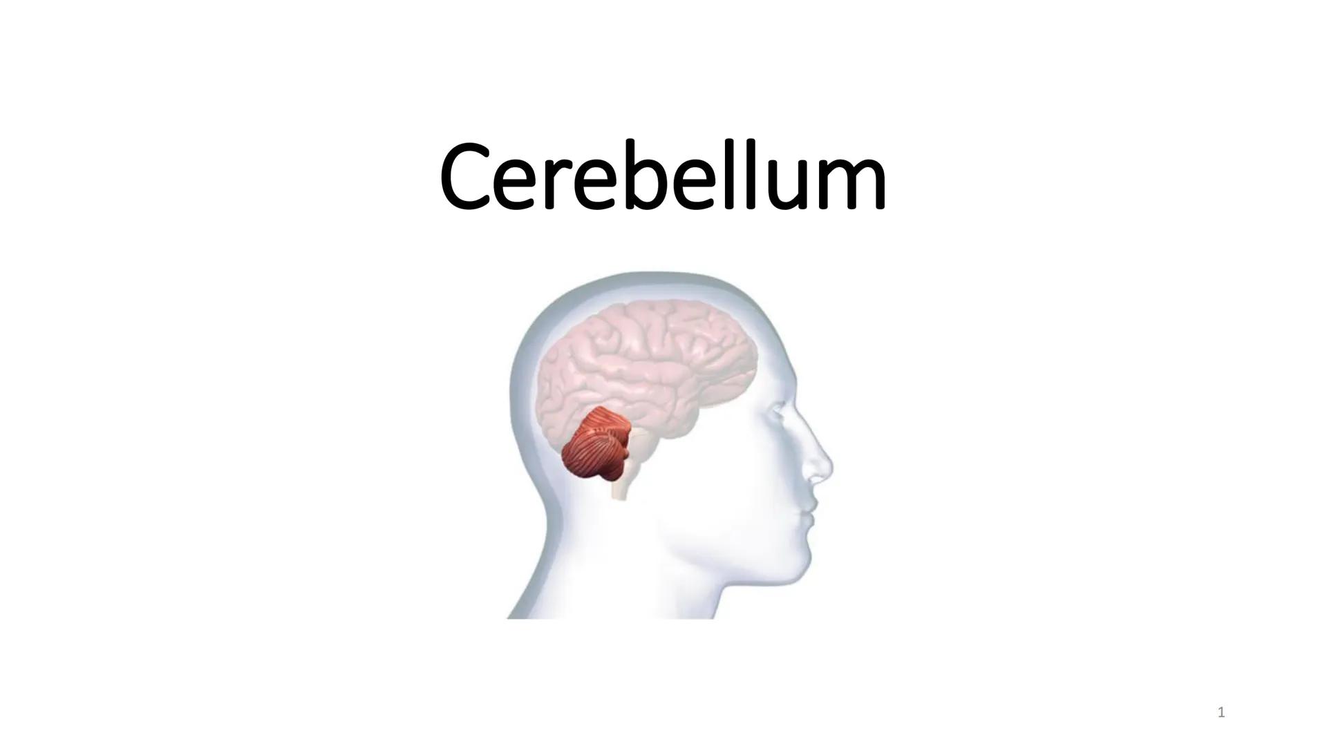 # Cerebellum
1 Sinir Sistemi
• Merkezi sinir sistemi
• Medulla spinalis
• Beyin (Encephalon)
• Prosencephalon
• Telencephalon
• Diencephal