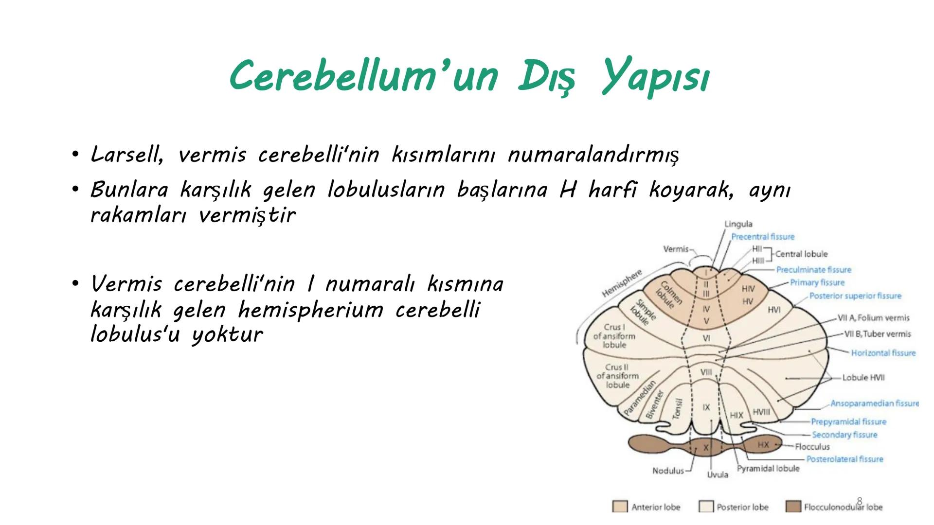 # Cerebellum
1 Sinir Sistemi
• Merkezi sinir sistemi
• Medulla spinalis
• Beyin (Encephalon)
• Prosencephalon
• Telencephalon
• Diencephal