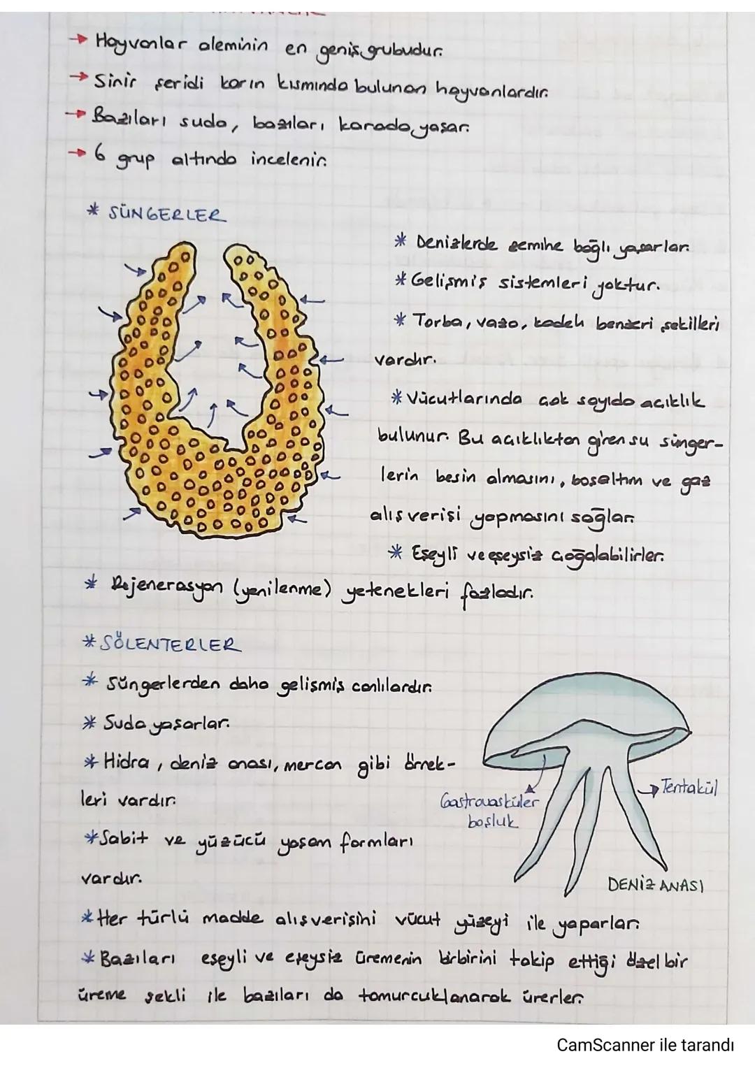 3. UNITE: CANLILAR DÜNYAS)
*CANLILARIN GESITLILIĞI ve SINIFLANDIRILMASI
Sınıflandırma: Canlıların benzerlik ve farklılıklarına, akrabalık de