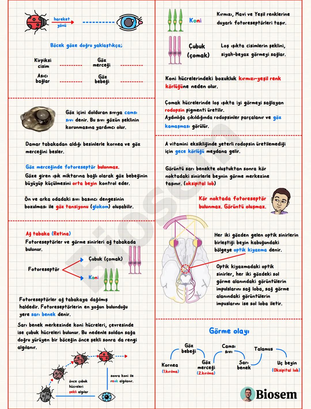 Duyu Organları
Sert Tabaka (Sklera)
Bağ dokudan oluşur.
Gözün önüne doğru saydamlaşıp
+
的
Fotoreseptör Mekanoreseptör Kemoreseptör Kemoresep