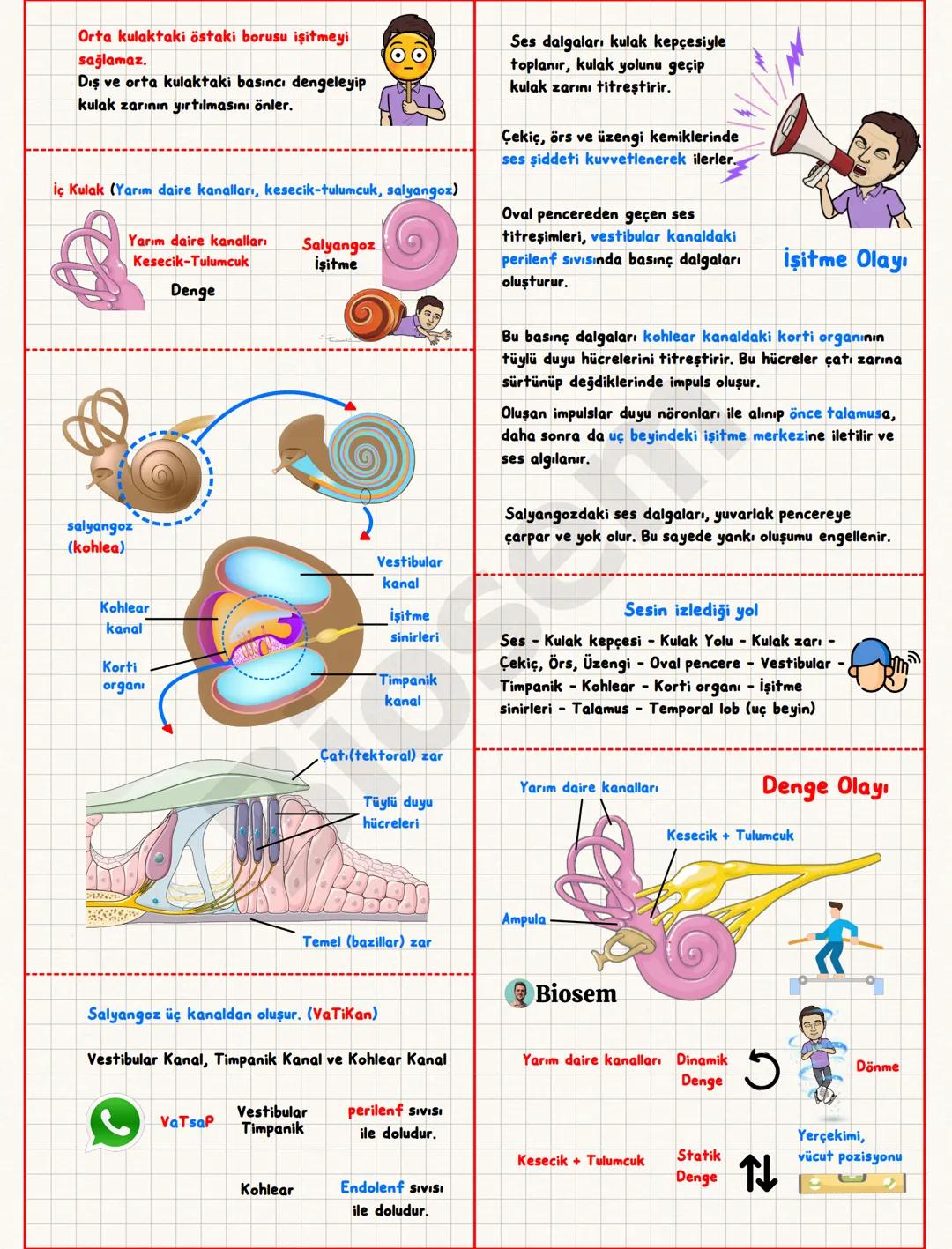 Duyu Organları
Sert Tabaka (Sklera)
Bağ dokudan oluşur.
Gözün önüne doğru saydamlaşıp
+
的
Fotoreseptör Mekanoreseptör Kemoreseptör Kemoresep