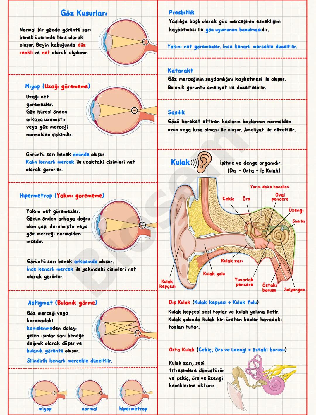 Duyu Organları
Sert Tabaka (Sklera)
Bağ dokudan oluşur.
Gözün önüne doğru saydamlaşıp
+
的
Fotoreseptör Mekanoreseptör Kemoreseptör Kemoresep