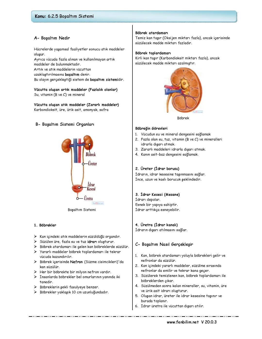 6.Sınıf Fen Bilimleri 2.Ünite Boşaltım Sistemi