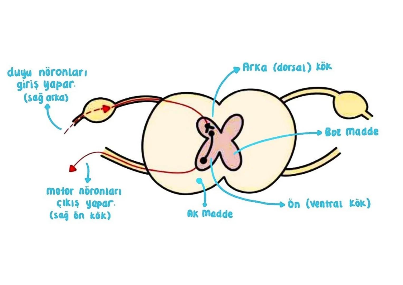 KEEP WRITING
Sinaps
Bico sinir hücresinin başka bir sinir hücresi.
ile veya tepki organıyla bağlantı yaptığı Jerdic.
Sinapsın Gerçeklesmesio