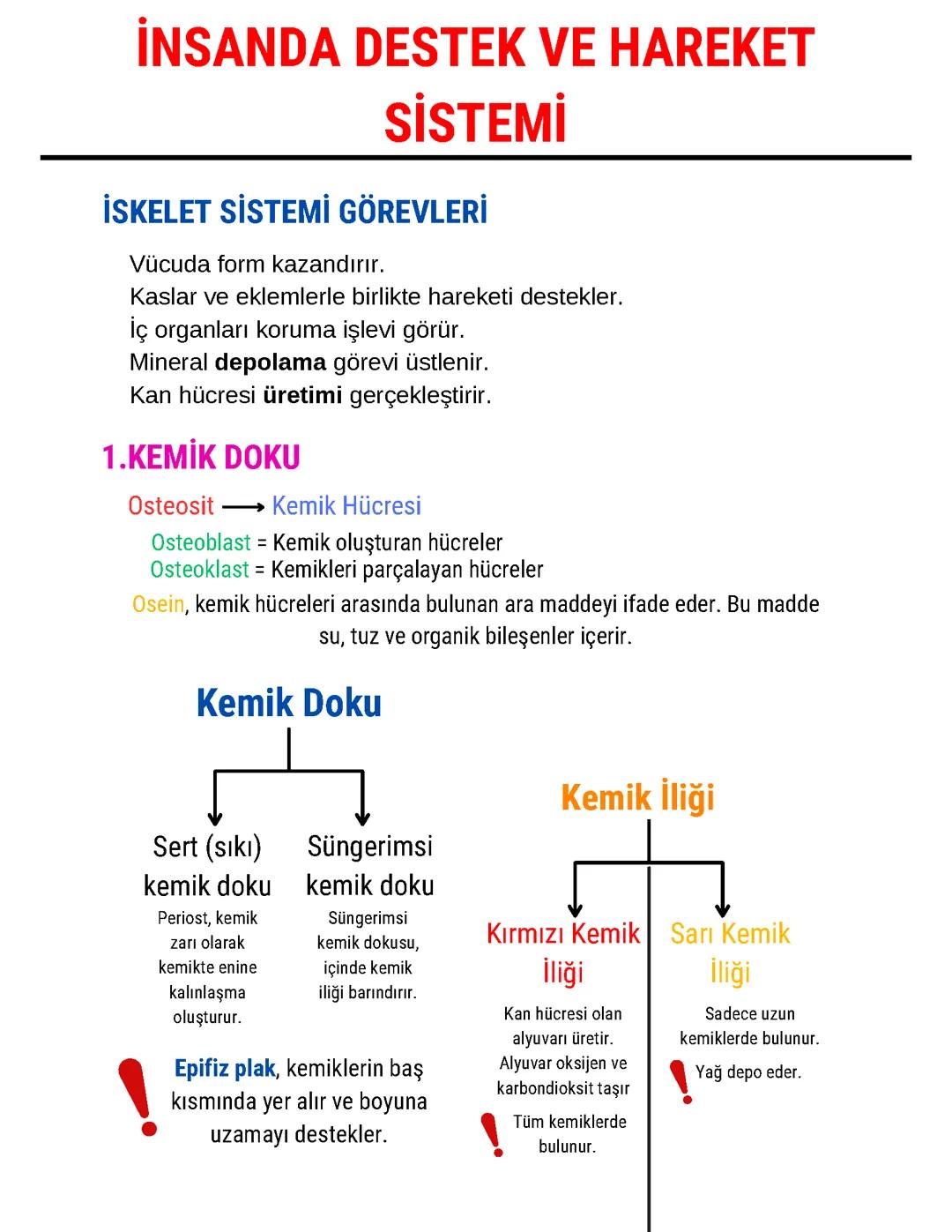 Destek ve Hareket Sistemi AYT Biyoloji