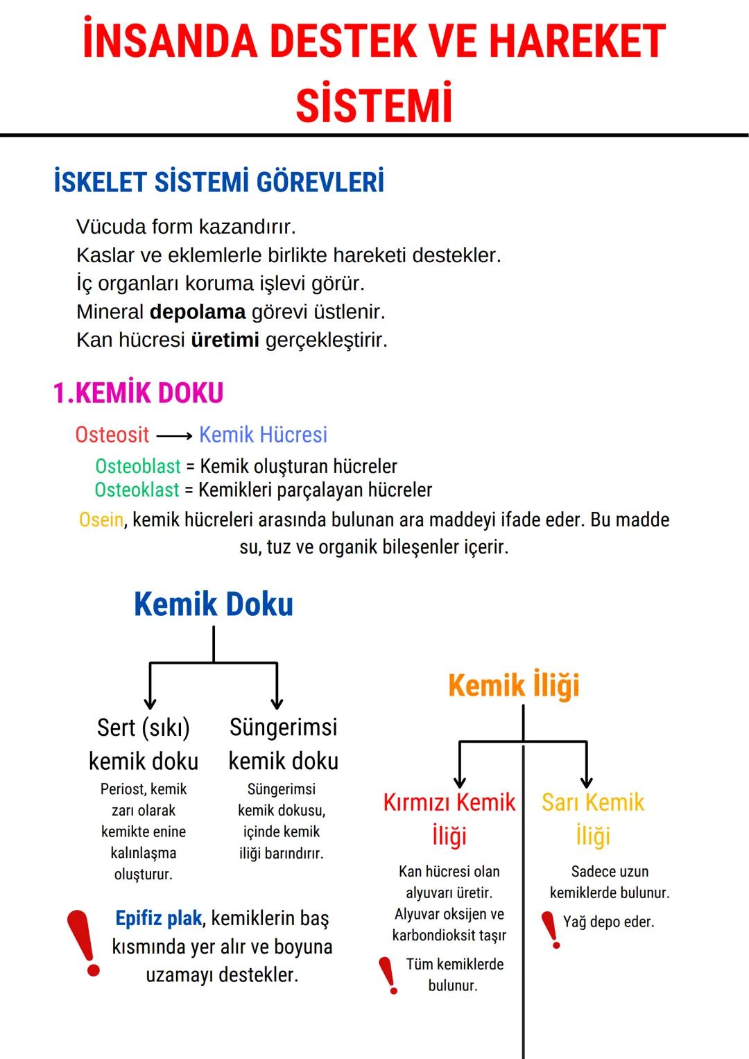 İNSANDA DESTEK VE HAREKET
SİSTEMİ
İSKELET SİSTEMİ GÖREVLERİ
Vücuda form kazandırır.
Kaslar ve eklemlerle birlikte hareketi destekler.
İç org
