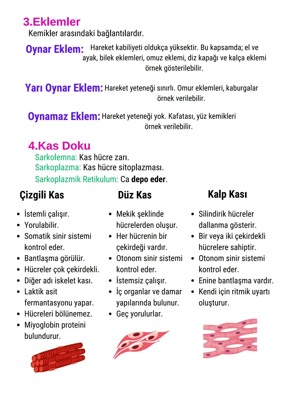 İNSANDA DESTEK VE HAREKET
SİSTEMİ
İSKELET SİSTEMİ GÖREVLERİ
Vücuda form kazandırır.
Kaslar ve eklemlerle birlikte hareketi destekler.
İç org