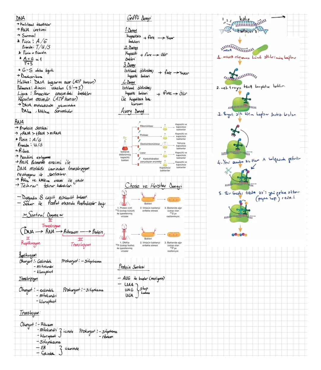 DNA
Kalitsal özellikler
RNA üretimi
→ Sarmal
Pürin A/6
Pirimidin T/u/S
Pürin Primidin
-
A+6=1
T+S
6-S b
+ Decksriboz
Helikoz: DNA bağlarını