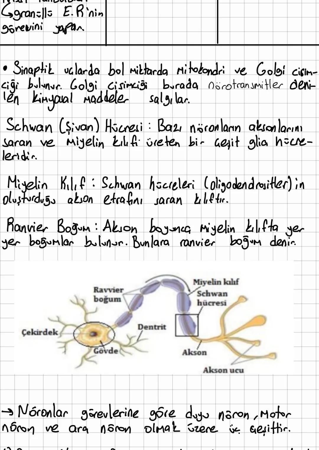 # Sini Sisteminin Yapısı, Görevi
ve İşleyişi
→Sinir sistemi sinir dokudan oluşur.
→Sinir dok, nöran denilen sinir hücreleri ile glia
denile