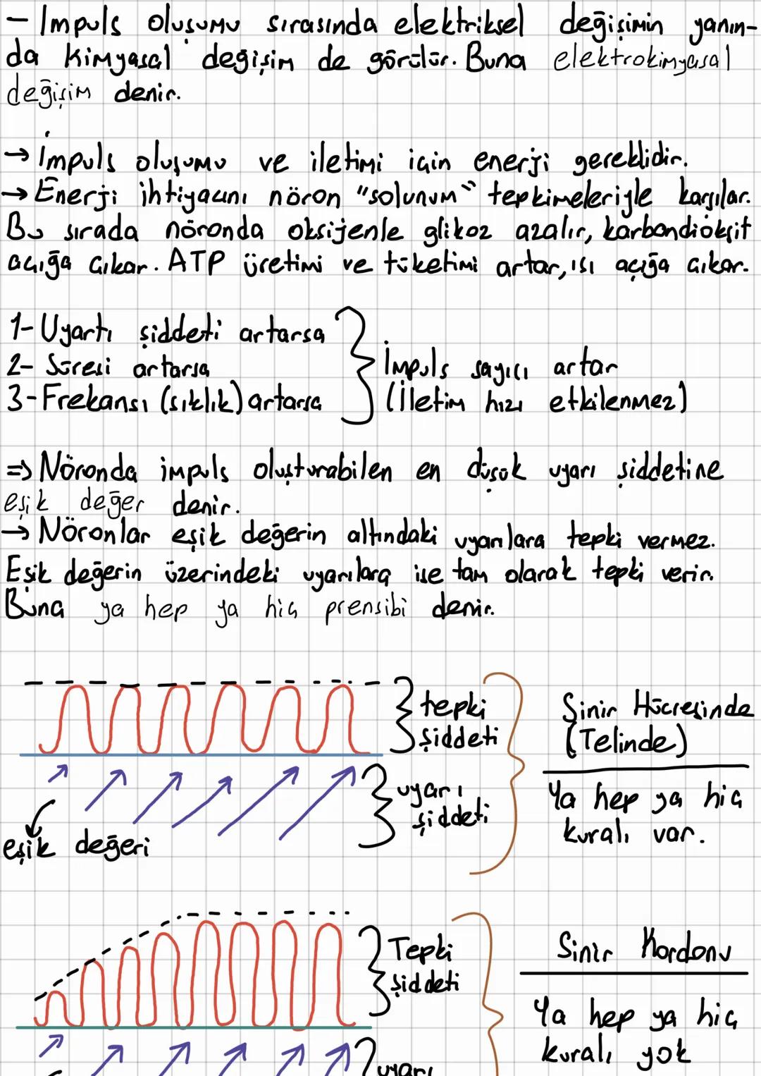 # Sini Sisteminin Yapısı, Görevi
ve İşleyişi
→Sinir sistemi sinir dokudan oluşur.
→Sinir dok, nöran denilen sinir hücreleri ile glia
denile