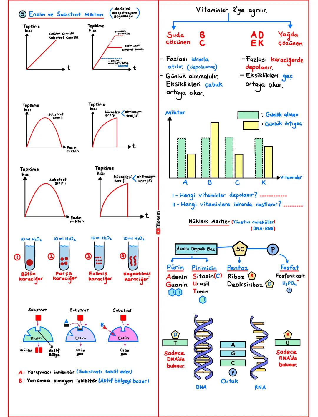 # Hücresel Yapıya Sahip Olma
- Tüm canlılar hücrelerden oluşur.
Hücreler yapısına göre
Çekirdek
Prokaryot
Bakteriler
Arkeler
Beslenme
-