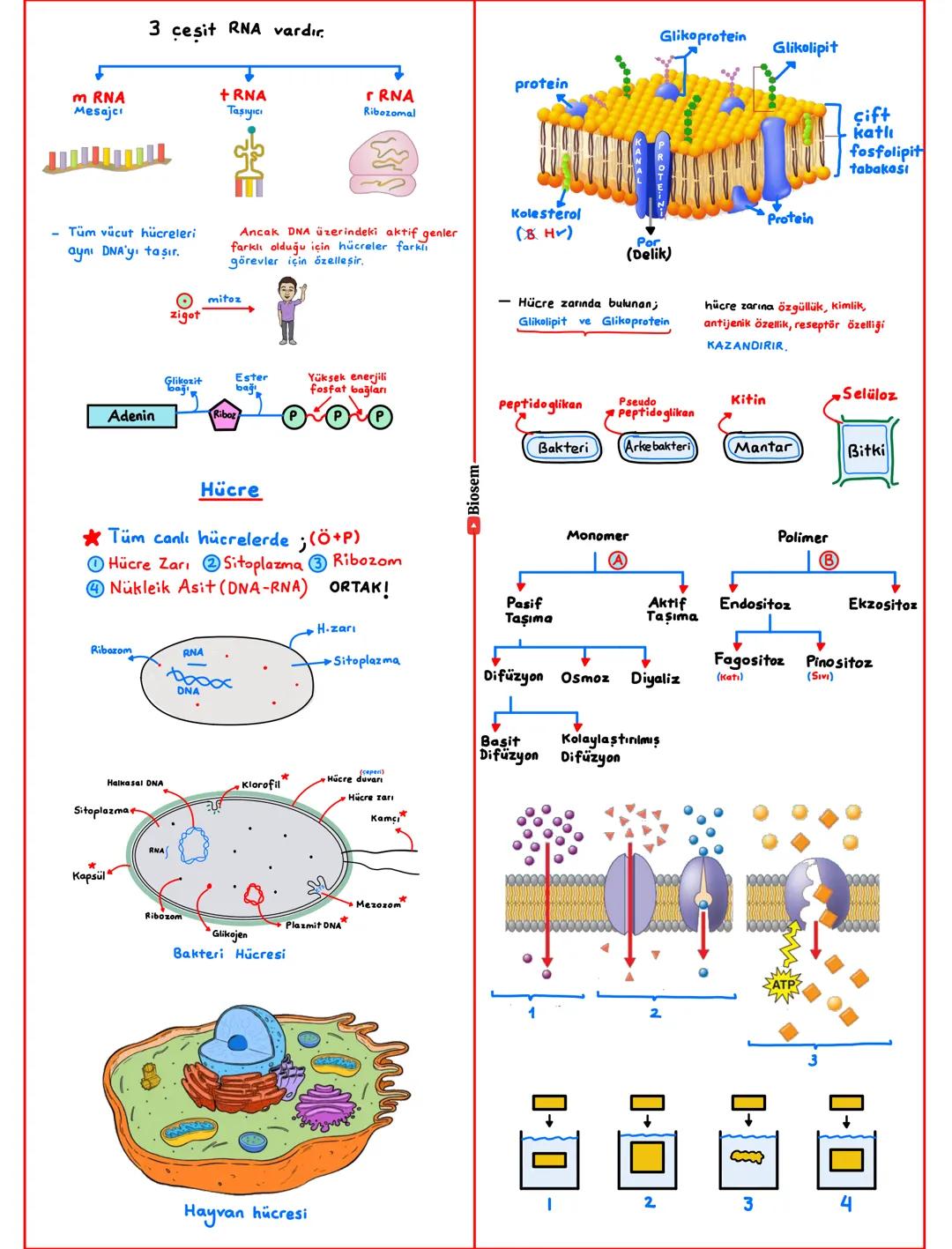 # Hücresel Yapıya Sahip Olma
- Tüm canlılar hücrelerden oluşur.
Hücreler yapısına göre
Çekirdek
Prokaryot
Bakteriler
Arkeler
Beslenme
-