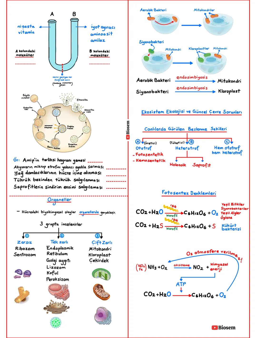 # Hücresel Yapıya Sahip Olma
- Tüm canlılar hücrelerden oluşur.
Hücreler yapısına göre
Çekirdek
Prokaryot
Bakteriler
Arkeler
Beslenme
-