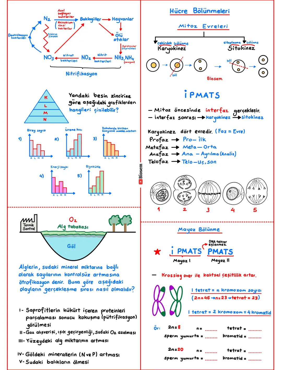 # Hücresel Yapıya Sahip Olma
- Tüm canlılar hücrelerden oluşur.
Hücreler yapısına göre
Çekirdek
Prokaryot
Bakteriler
Arkeler
Beslenme
-