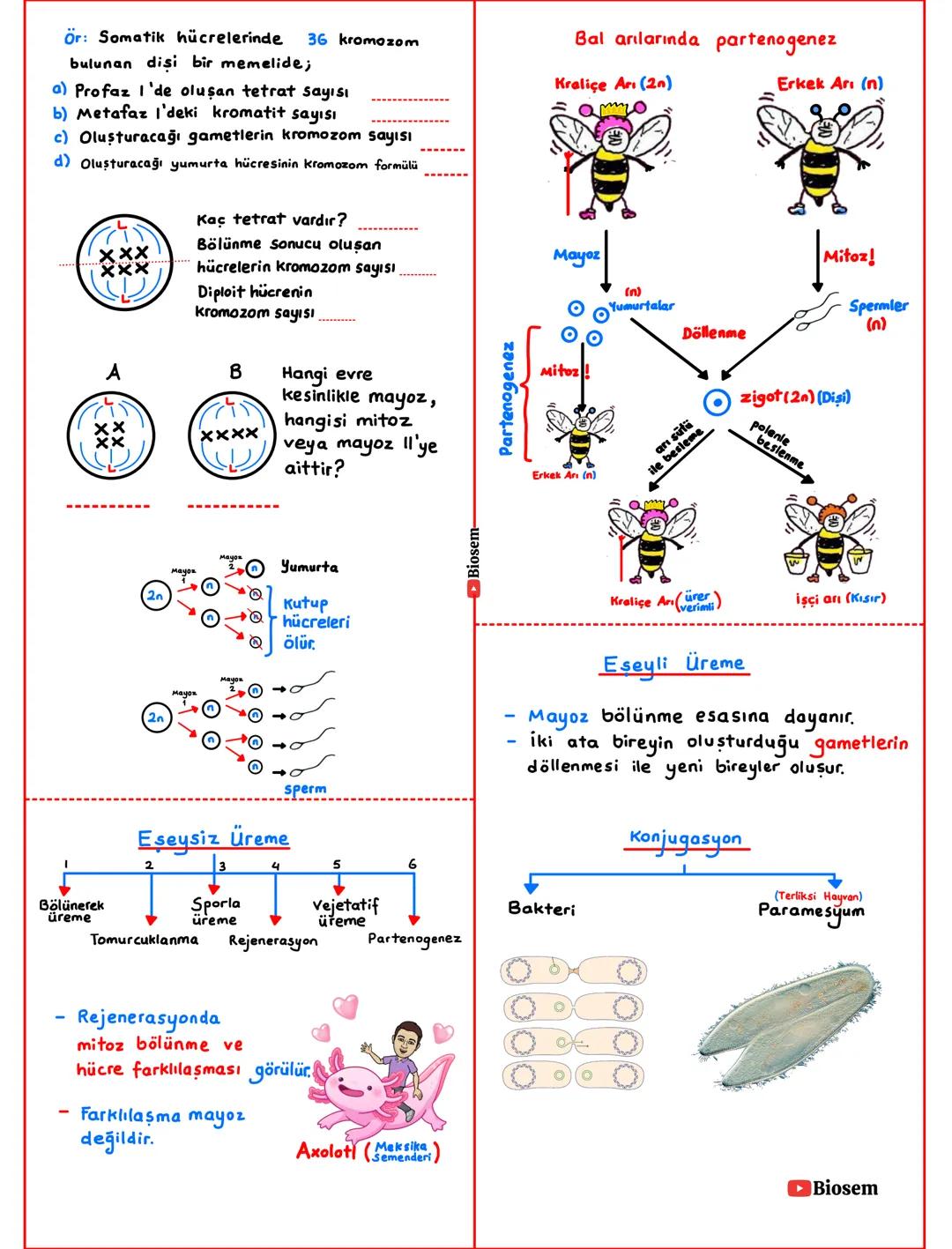 # Hücresel Yapıya Sahip Olma
- Tüm canlılar hücrelerden oluşur.
Hücreler yapısına göre
Çekirdek
Prokaryot
Bakteriler
Arkeler
Beslenme
-