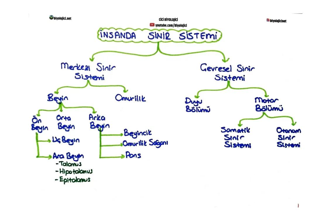 İnsanda Sinir Sistemi