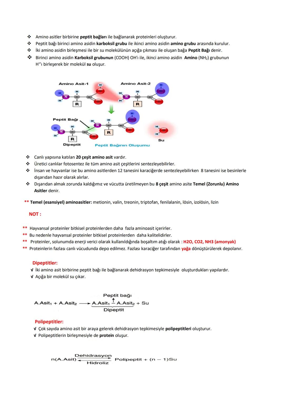 # BİYOLOJİ
# KONU ANLATIMLI
# DERS FÖYÜ
İÇİNDEKİLER (DERS KONULARI)
✓ CANLILARIN TEMEL BİLEŞENLERİ
→ Organik Moleküller:
1- Karbonhidratla