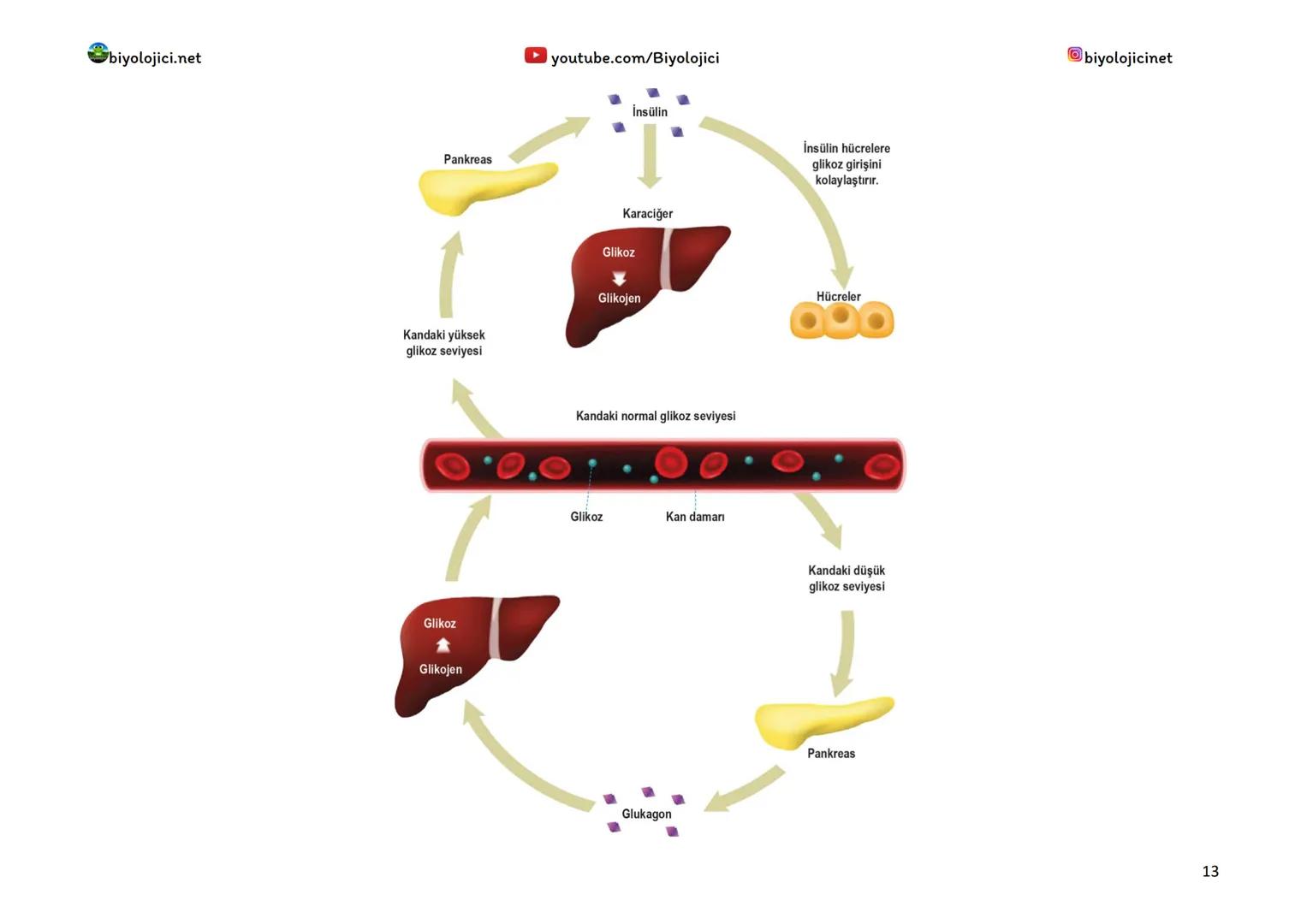 --- OCR Start ---
biyolojici.net
youtube.com/Biyolojici
biyolojicinet
ENDOKRİN SİSTEM (HORMONAL SİSTEM)
*Vücuttaki faaliyetleri kontrol eden