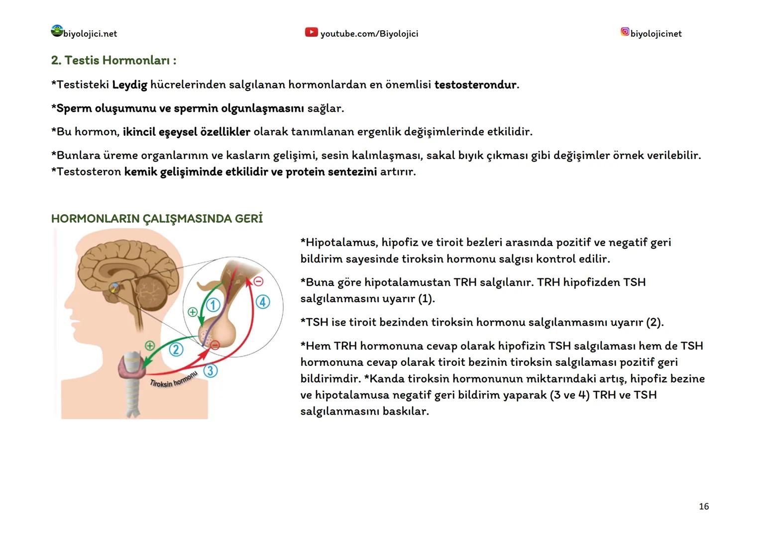--- OCR Start ---
biyolojici.net
youtube.com/Biyolojici
biyolojicinet
ENDOKRİN SİSTEM (HORMONAL SİSTEM)
*Vücuttaki faaliyetleri kontrol eden