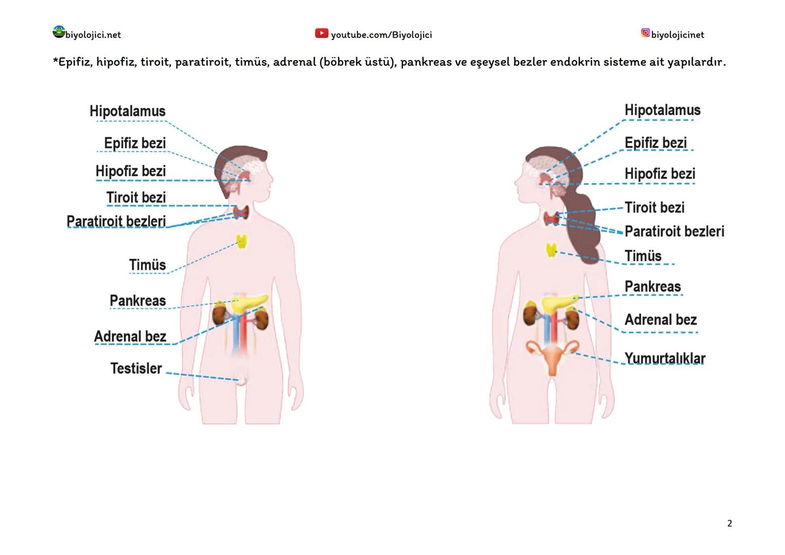 --- OCR Start ---
biyolojici.net
youtube.com/Biyolojici
biyolojicinet
ENDOKRİN SİSTEM (HORMONAL SİSTEM)
*Vücuttaki faaliyetleri kontrol eden