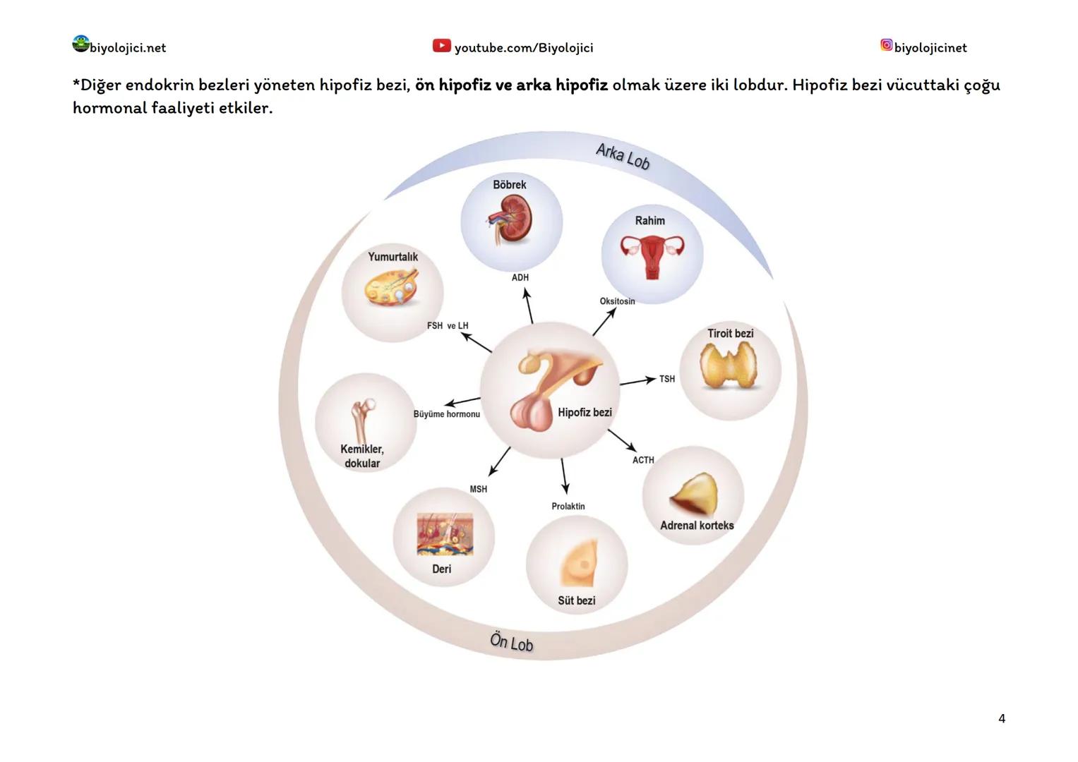 --- OCR Start ---
biyolojici.net
youtube.com/Biyolojici
biyolojicinet
ENDOKRİN SİSTEM (HORMONAL SİSTEM)
*Vücuttaki faaliyetleri kontrol eden