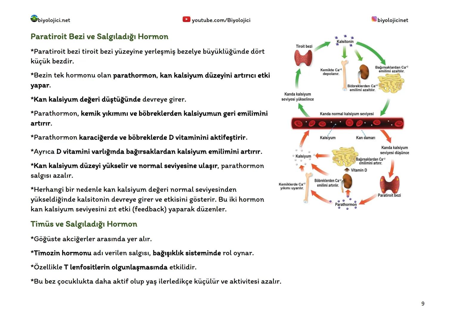 --- OCR Start ---
biyolojici.net
youtube.com/Biyolojici
biyolojicinet
ENDOKRİN SİSTEM (HORMONAL SİSTEM)
*Vücuttaki faaliyetleri kontrol eden
