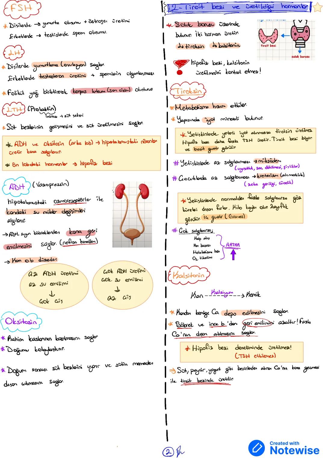 # FSH
* Disilerde yumarte olusumu + östrogen üretimi
* Erkeklerde testislerde spem olosumu.
# LH
*Disilerde yumurtlama (ovulbzyon) segla.
*