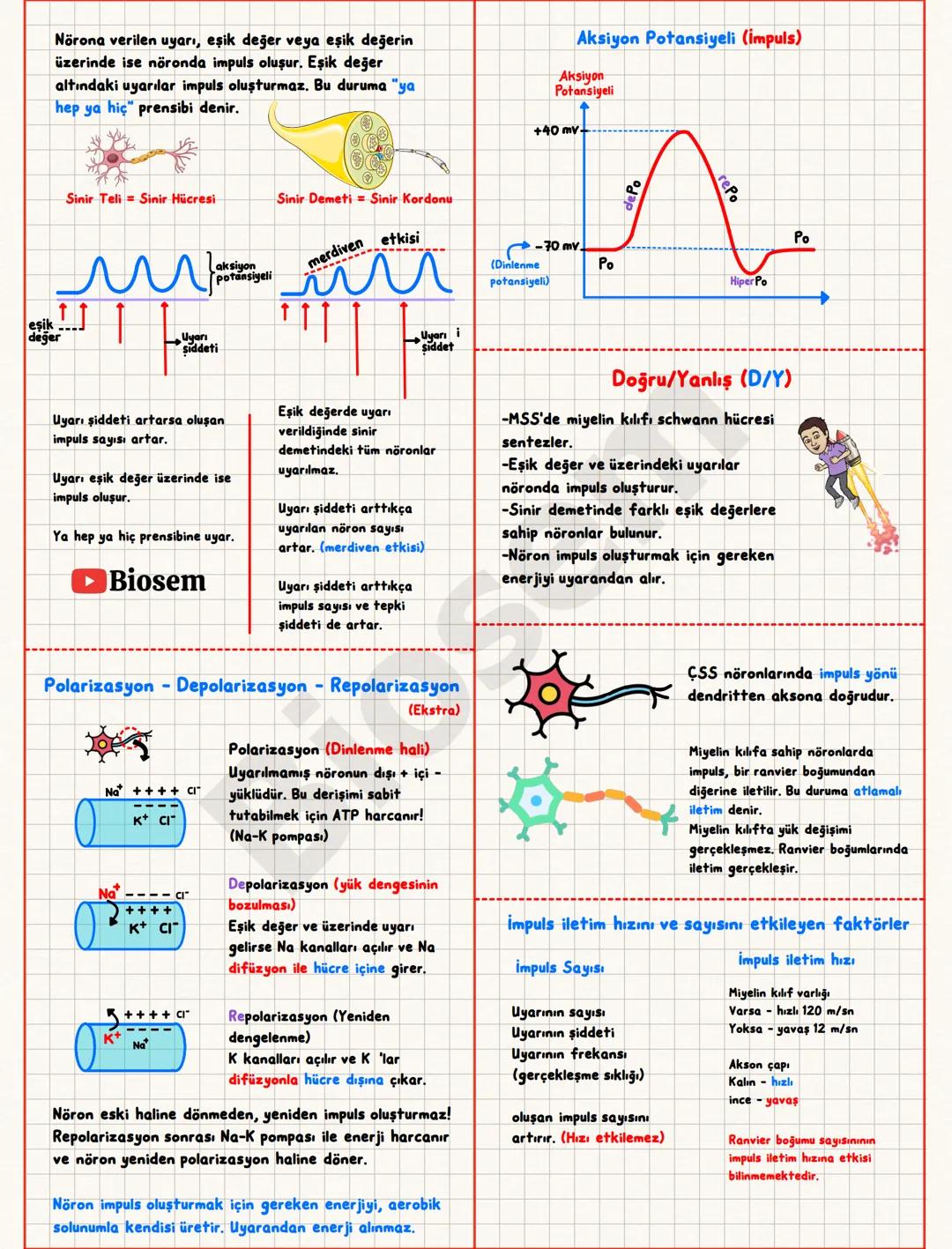 Nörona verilen uyarı, eşik değer veya eşik değerin
üzerinde ise nöronda impuls oluşur. Eşik değer
altındaki uyarılar impuls oluşturmaz. Bu d