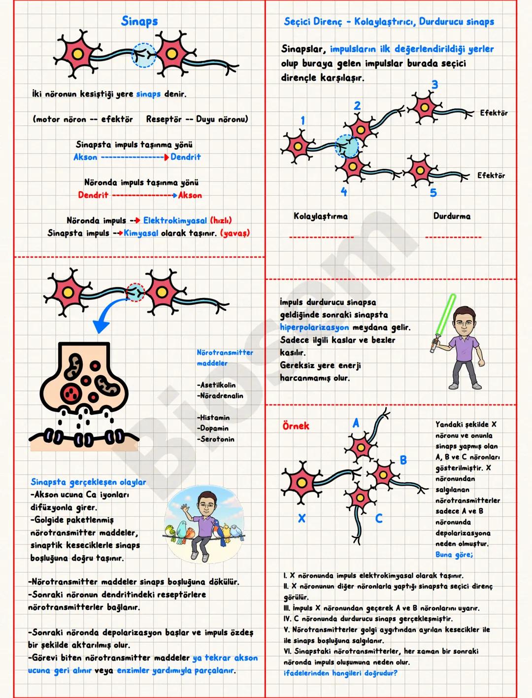 Nörona verilen uyarı, eşik değer veya eşik değerin
üzerinde ise nöronda impuls oluşur. Eşik değer
altındaki uyarılar impuls oluşturmaz. Bu d