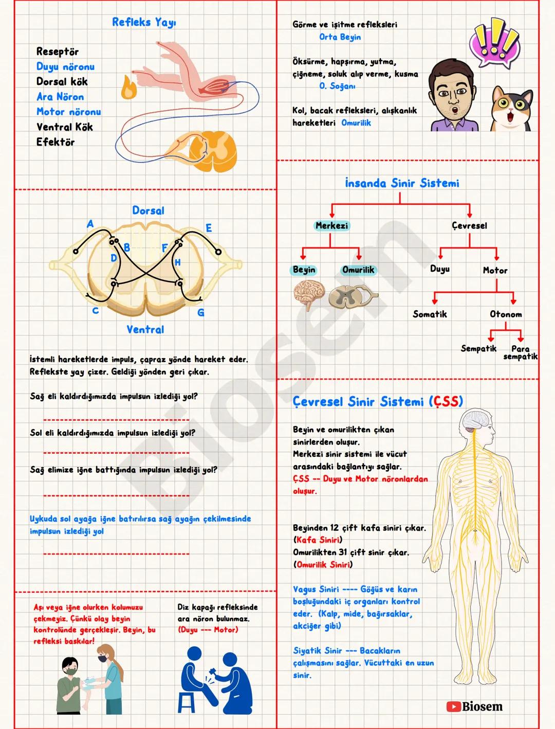 Nörona verilen uyarı, eşik değer veya eşik değerin
üzerinde ise nöronda impuls oluşur. Eşik değer
altındaki uyarılar impuls oluşturmaz. Bu d