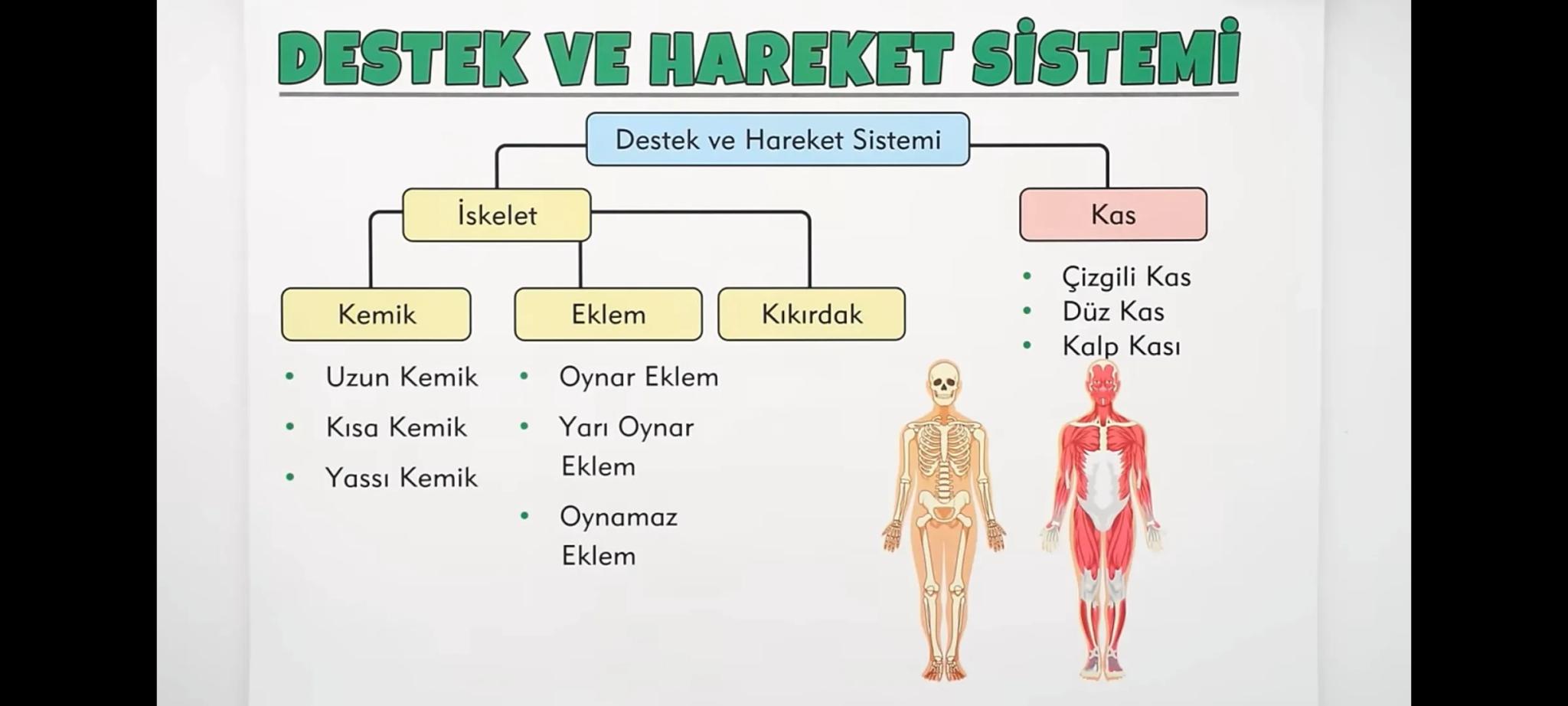 # DESTEK VE HAREKET SİSTEMİ
## Destek ve Hareket Sistemi
- **İskelet**
- **Kemik**
- • Uzun Kemik
- • Kısa Kemik
- • Yassı K