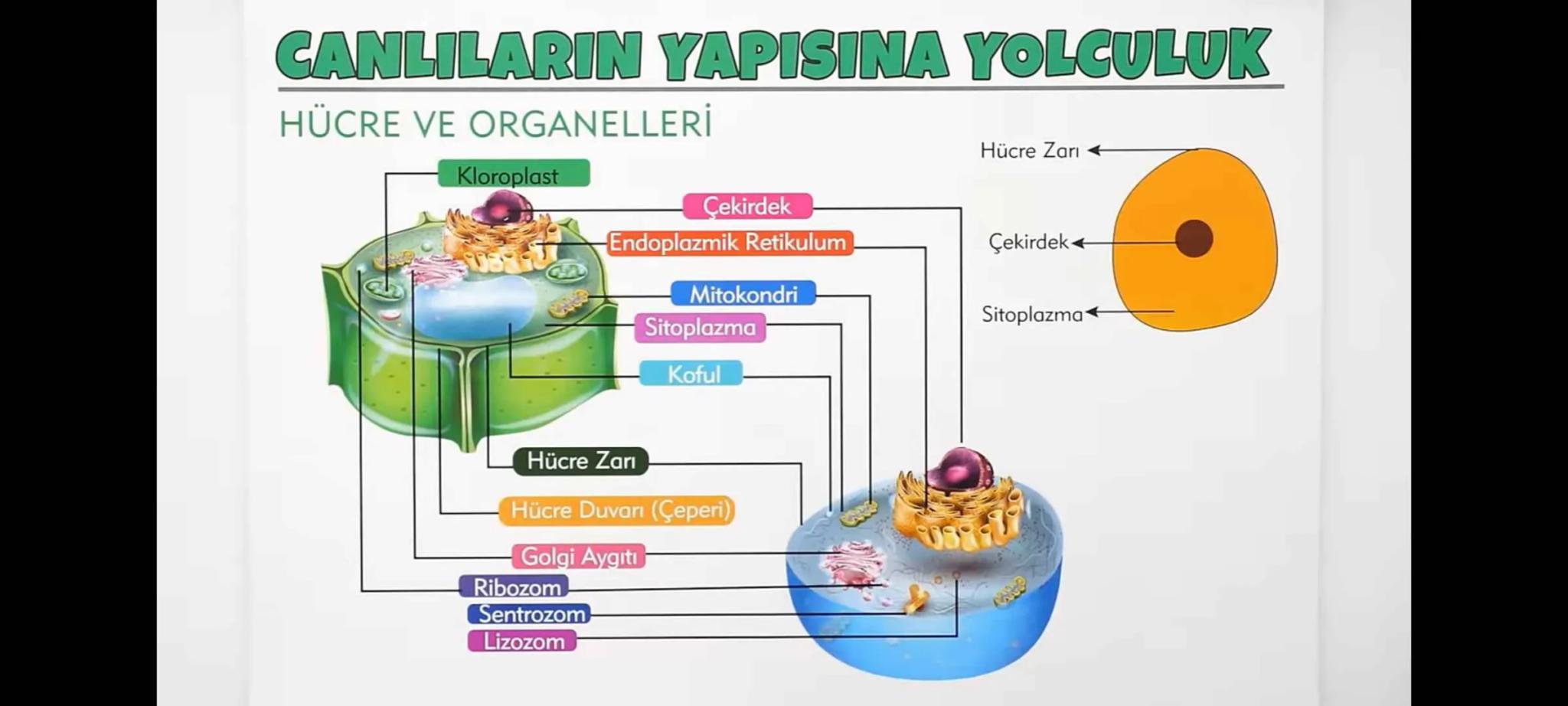 # DESTEK VE HAREKET SİSTEMİ
## Destek ve Hareket Sistemi
- **İskelet**
- **Kemik**
- • Uzun Kemik
- • Kısa Kemik
- • Yassı K