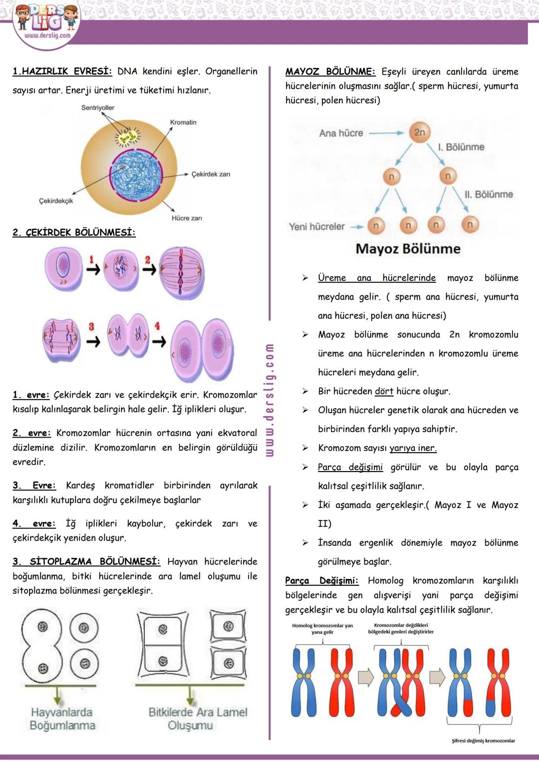 Hazırlayan: MEVLÜDE OLCAYTÜRK
FEN
HÜCRE BÖLÜNMELERİ (MİTOZ VE MAYOZ BÖLÜNME)
7. SINIF 2. ÜNİTE: HÜCRE BÖLÜNMELERİ
Konu / Kavramlar: Hücre bö