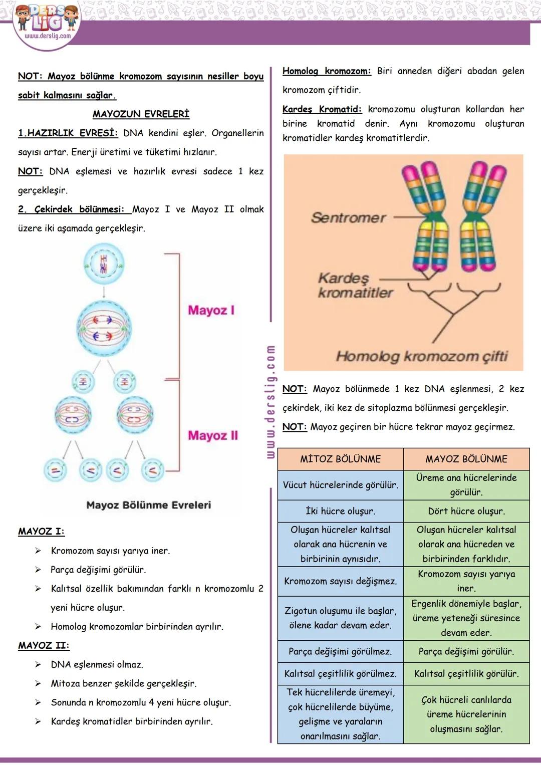 Hazırlayan: MEVLÜDE OLCAYTÜRK
FEN
HÜCRE BÖLÜNMELERİ (MİTOZ VE MAYOZ BÖLÜNME)
7. SINIF 2. ÜNİTE: HÜCRE BÖLÜNMELERİ
Konu / Kavramlar: Hücre bö