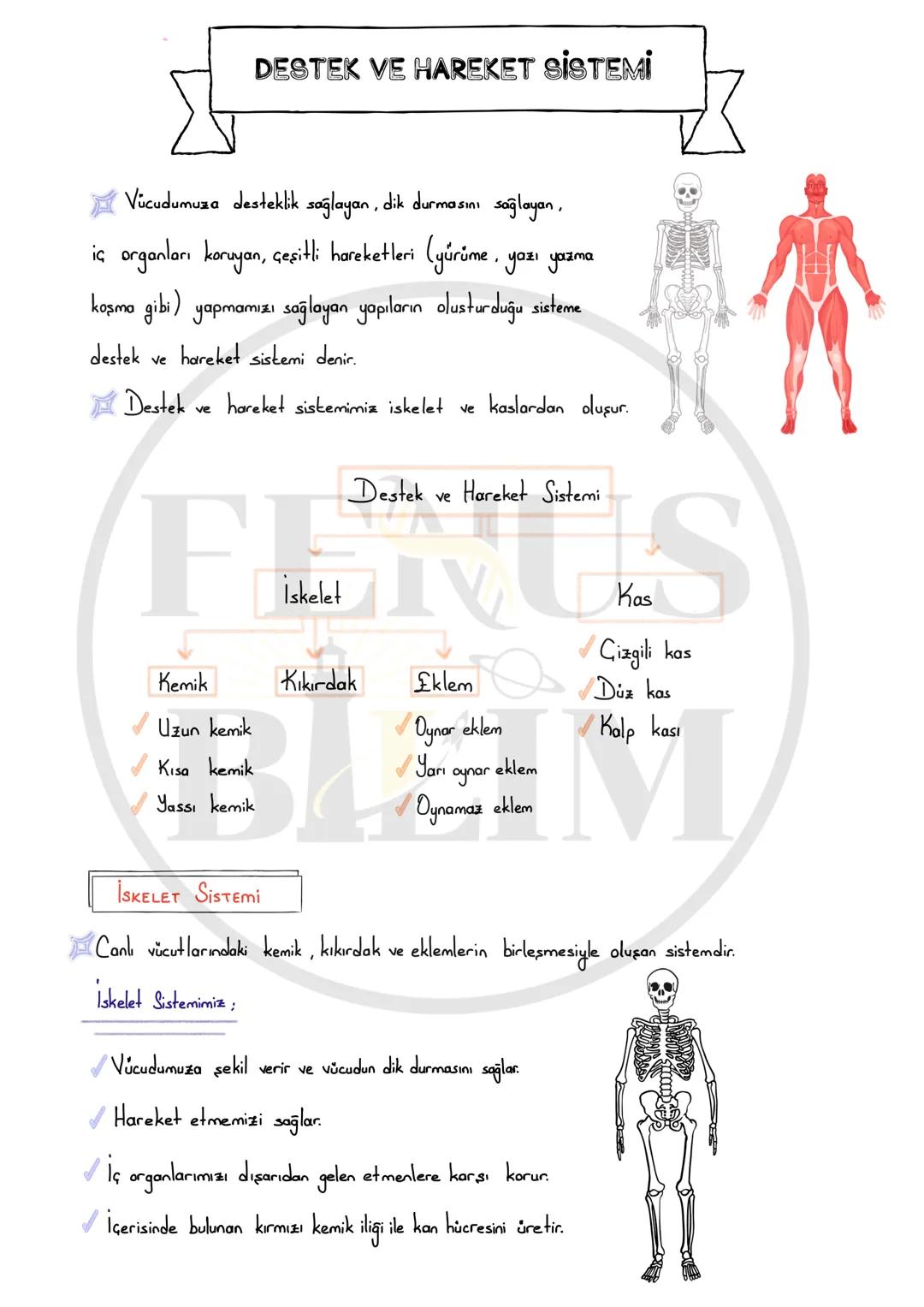 DESTEK VE HAREKET SİSTEMİ
Vücudumuza desteklik sağlayan, dik durmasını sağlayan,
iç organları koruyan, çeşitli hareketleri (yürüme, yazı ya