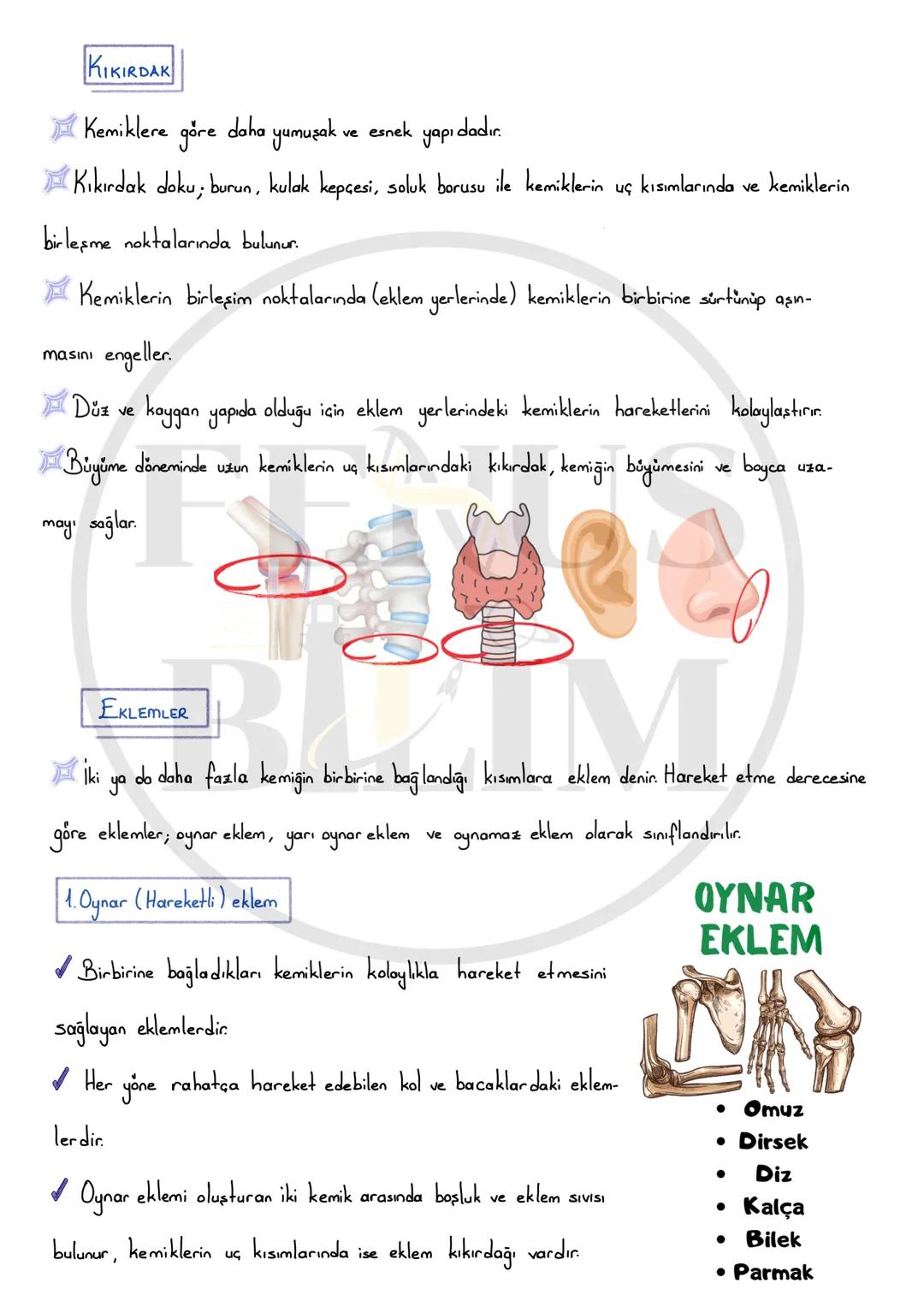 DESTEK VE HAREKET SİSTEMİ
Vücudumuza desteklik sağlayan, dik durmasını sağlayan,
iç organları koruyan, çeşitli hareketleri (yürüme, yazı ya