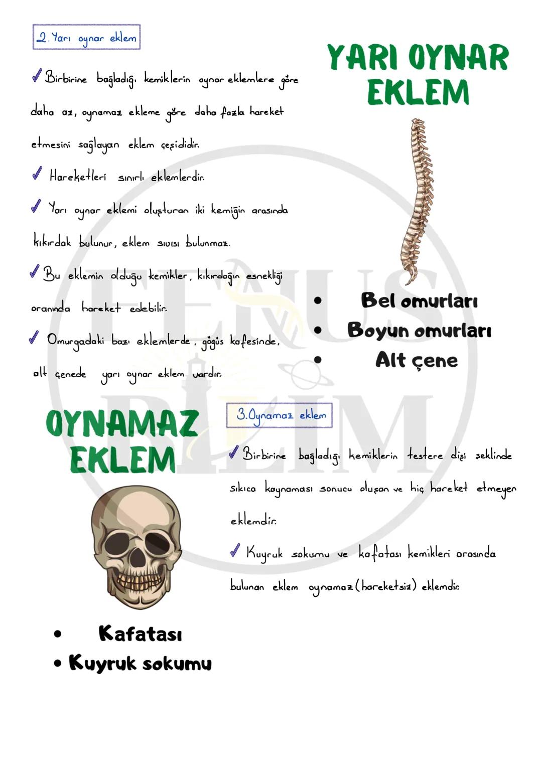 DESTEK VE HAREKET SİSTEMİ
Vücudumuza desteklik sağlayan, dik durmasını sağlayan,
iç organları koruyan, çeşitli hareketleri (yürüme, yazı ya