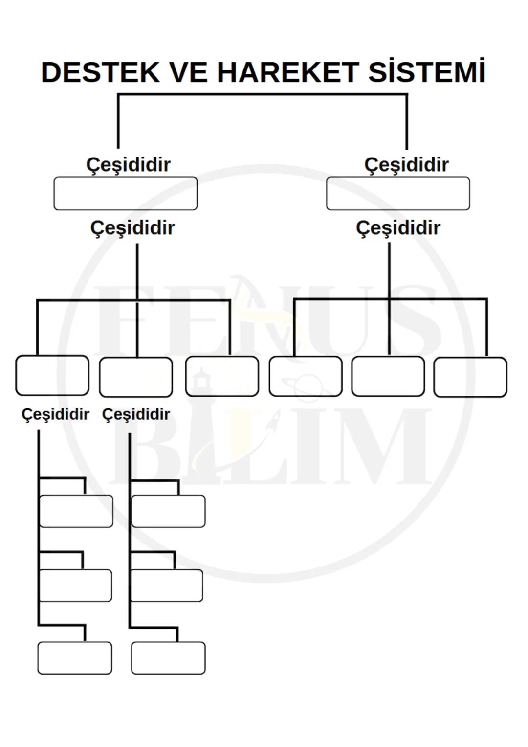 DESTEK VE HAREKET SİSTEMİ
Vücudumuza desteklik sağlayan, dik durmasını sağlayan,
iç organları koruyan, çeşitli hareketleri (yürüme, yazı ya