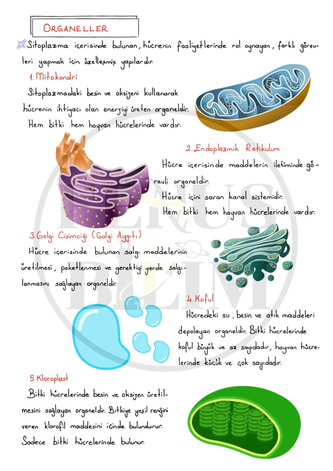 # HÜCRE VE ORGANELLER
Öğrenme Çıktıları:
FB.5.3.1.1. Bitki ve hayvan hücrelerinin temel kısımları ve özellikleri açısından
karşılaştırabilm