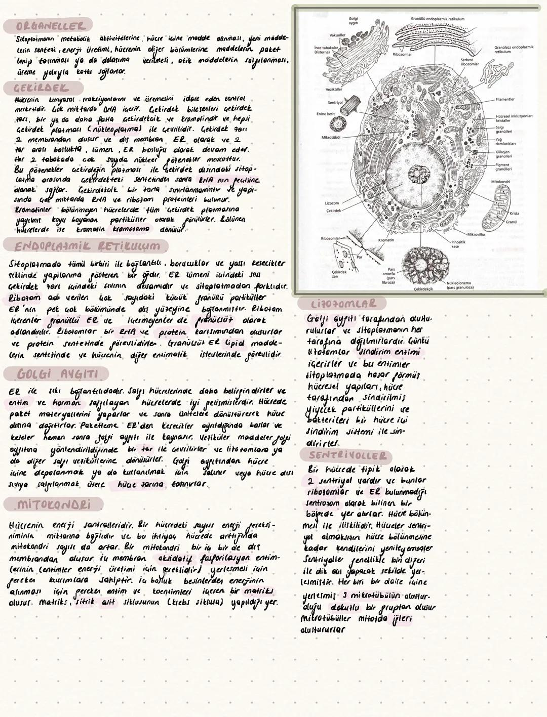 Biyoloji ve fizyoloji ders özeti
