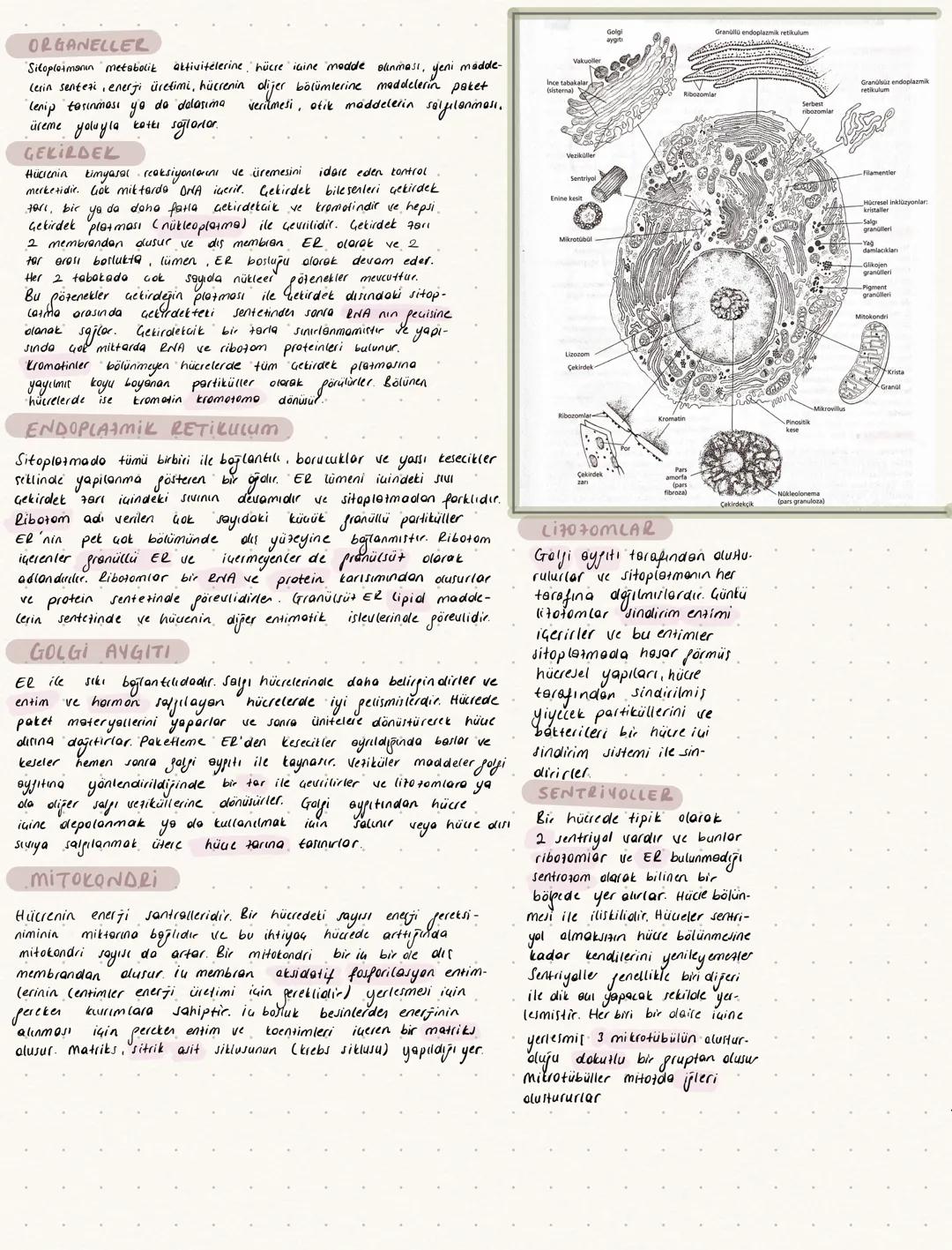 # ORGANELLER
Sitoplazmanın metabolik aktivitelerini, hücre içine madde alınması, yeni madde-
lerin sentezi, enerji üretimi, hücrenin diğer
