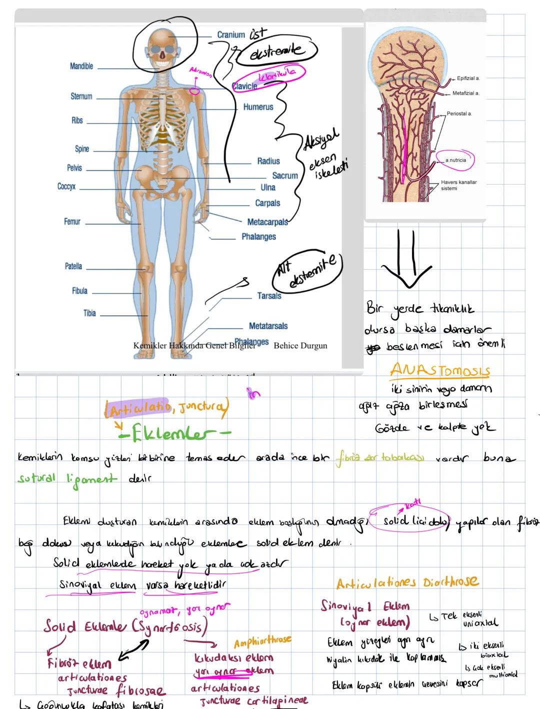 Insan vücudunu bölgelere göre inceleyer anatomi yöntemine topgorafik veja repional yöntem denir
Hayvan pruplarının karşılaştırılarak incelen
