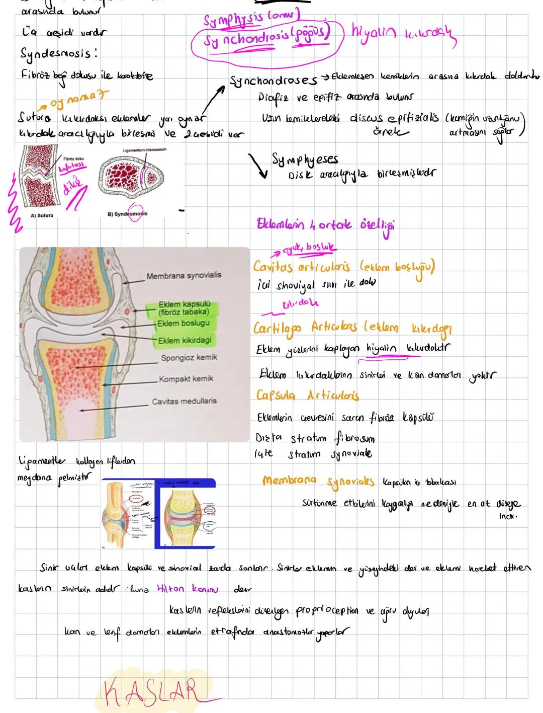 Insan vücudunu bölgelere göre inceleyer anatomi yöntemine topgorafik veja repional yöntem denir
Hayvan pruplarının karşılaştırılarak incelen